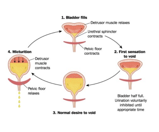 Information on Bladder Leakage and Elderly Incontinence